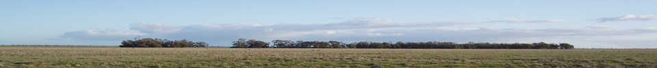 Hay Trees on Plains